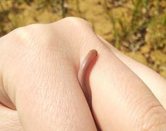 Xerotyphlops vermicularis