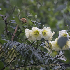 Rhododendron campylocarpum