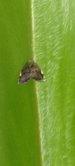 Ricanula pulverosa
