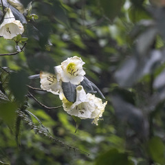 Rhododendron campylocarpum