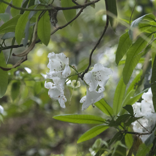 Glendoick (Rhododendron griffithianum)