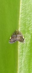 Ricanula pulverosa