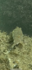 Sphoeroides lobatus