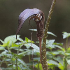 Arisaema speciosum