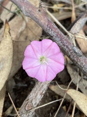 Convolvulus remotus