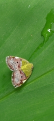 Ricanula pulverosa