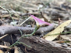 Convolvulus remotus