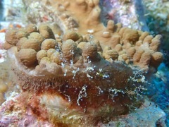 Hydrichthella epigorgia
