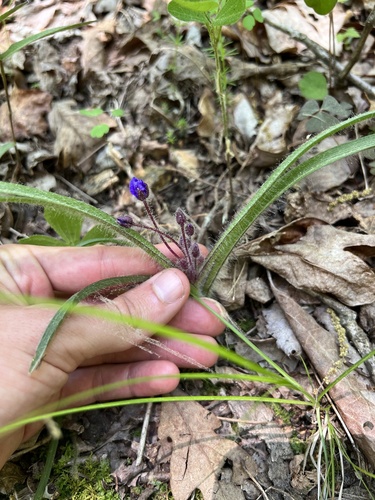 Dwarf spiderwort (Tradescantia longipes)