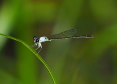 Agriocnemis dobsoni