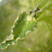 Hirase's Leaf Slug - Photo (c) hokoonwong, some rights reserved (CC BY-NC), uploaded by hokoonwong