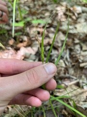 Carex planispicata