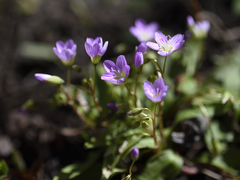 Claytonia caroliniana