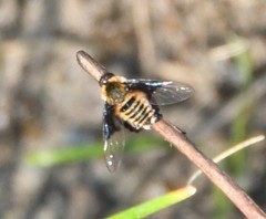 Ogcodocera leucoprocta
