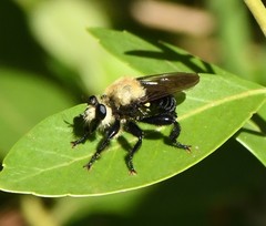 Laphria virginica