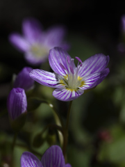 Claytonia caroliniana
