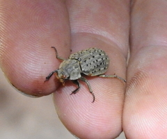 Trogidae