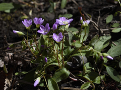 Claytonia caroliniana