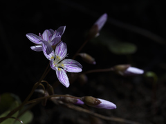Claytonia caroliniana
