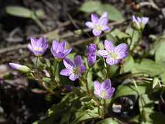 Claytonia caroliniana