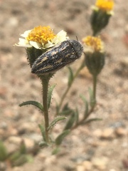 Acmaeodera pubiventris lanata