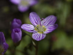 Claytonia caroliniana