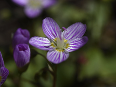 Claytonia caroliniana