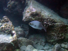Kyphosus hawaiiensis