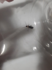 Podabrus flavicollis