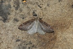 Spodolepis substriataria