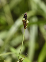 Carex pedunculata