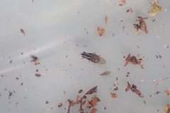 Poecilohetaerella dubiosa