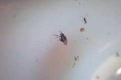 Poecilohetaerella dubiosa