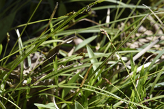 Carex pedunculata