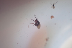 Poecilohetaerella dubiosa