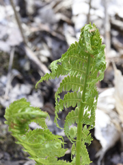 Matteuccia struthiopteris