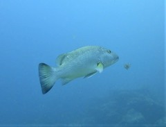 Lutjanus cyanopterus