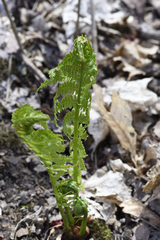 Matteuccia struthiopteris