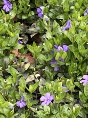 Bombus impatiens