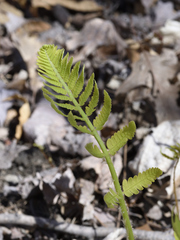 Osmunda claytoniana