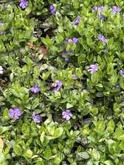 Bombus impatiens