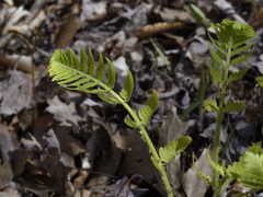 Osmunda claytoniana