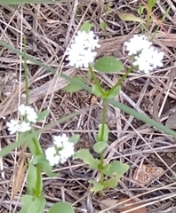 Valerianella amarella
