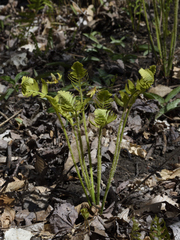 Osmunda claytoniana