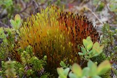 Tetraplodon mnioides