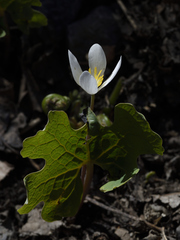 Sanguinaria canadensis