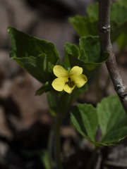 Viola pubescens