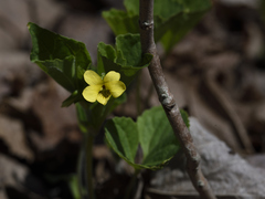 Viola pubescens