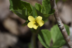 Viola pubescens