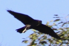 Macheiramphus alcinus